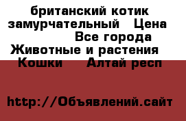 британский котик замурчательный › Цена ­ 12 000 - Все города Животные и растения » Кошки   . Алтай респ.